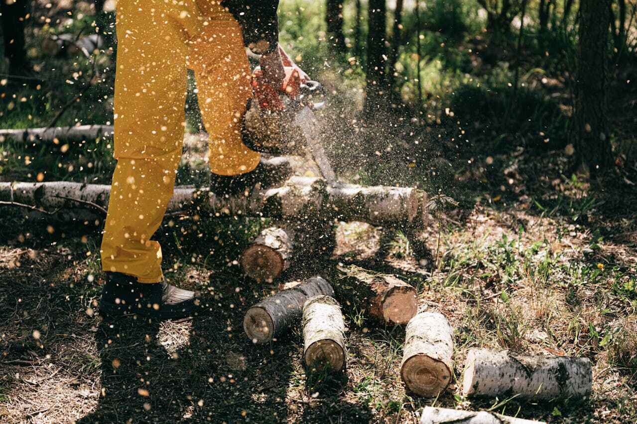 The Steps Involved in Our Tree Care Process in Stevensville, MD